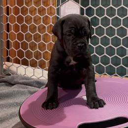 Cane Corso Puppies from Arcana Cane Corso