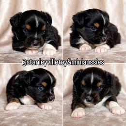 Squidward - Black tri male Miniature Australian Shepherd puppy in Buchanan, Georgia from Stanleyville Farm Mini Aussies