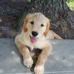 Golden Retriever Puppies from KM Golden Retrievers