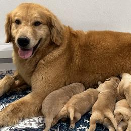 Golden Retriever puppies from Four Seasons
