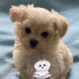 Maltese and Maltipoos from Maltese Puppies in Texas