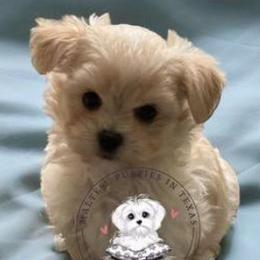 Maltese and Maltipoos from Maltese Puppies in Texas