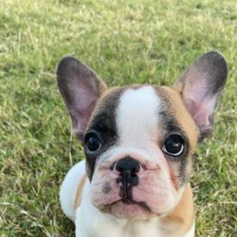 French Bulldog Puppies from Central Frenchies
