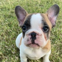 French Bulldog Puppies from Central Frenchies