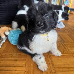 Gypsy - White and black female Newfoundland puppy in Claremont, New Hampshire,, New Hampshire from Kinson Ridge Giants