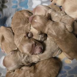 Golden Retriever puppies from Rodgers Retrievers