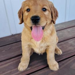 Girl 2 Naomi - Dark golden female Golden Retriever puppy in Angier, North Carolina from Howard's Retrievers