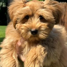 Teddi - Miniature Schnauzer