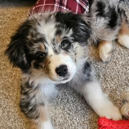 Australian Shepherd Puppies from Dollface Aussies
