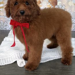 Deisy - Red  female Poodle puppy in Cape Coral, Florida from Ruby the poodle