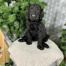 Aussiedoodle, Double Doodle, and Goldendoodle Puppies from Dandy Doodle Ranch