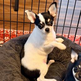 PRIMA - Black and white female Chihuahua puppy in Allentown, Pennsylvania from Tsunami Cockers & Chihuahuas