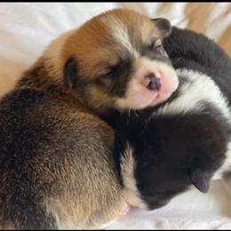 Pembroke Welsh Corgi Puppies from Corgis Hawaii Pleasantstone Aloha Corgis