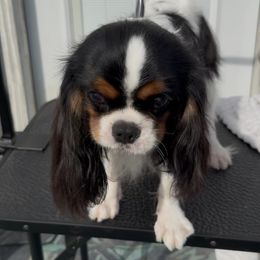 Nitro - Tri-color male Cavalier King Charles Spaniel puppy in Spring Hill, Florida from Stardom Chihuahuas