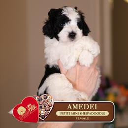 Amedei - Black and white female Sheepadoodle puppy in Cleveland, Tennessee from Narrow Path Old English & Sheepadoodles