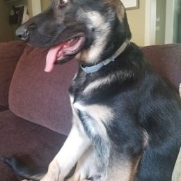 German Shepherd Puppies from Sandy’s Shepherds