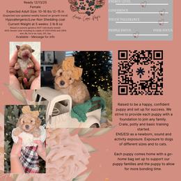 Violet - Red  female Poodle puppy in Farr West, Utah from Anam Cara Pups