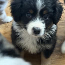Ham - Black tri male Miniature Australian Shepherd puppy in Gatesville, Texas from Southern Promise Aussie’s
