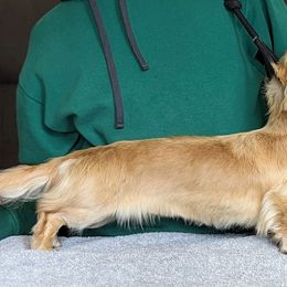 Emmaline - Dachshund