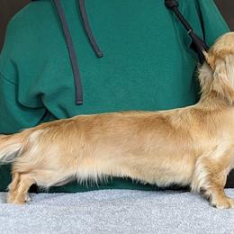 Emmaline - Dachshund