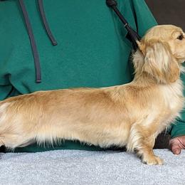 Emmaline - Dachshund