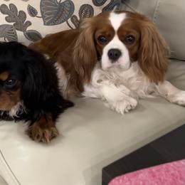 Cavalier King Charles Spaniels from brittany Parkman