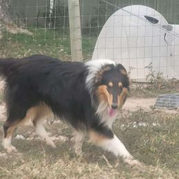 Hopper - Collie