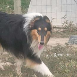 Hopper - Collie