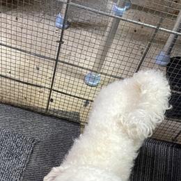 Buster - White male Bichon Frise puppy in Cave City, Kentucky from Loretta's Pups