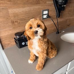 Twilight - Buff and white female Cockapoo puppy in West Haven, Utah from Split Mountain Doodles