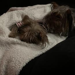 Yorkshire Terrier Puppies from Missy Lu Lap Puppies