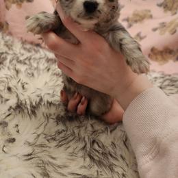 Boy 1 - male Chihuahua puppy in Chesapeake, Virginia from Elsbeth's Chihuahuas