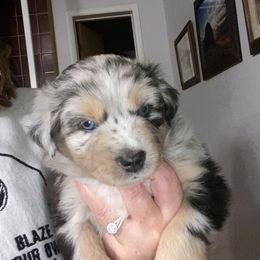 Miniature Australian Shepherd and Toy Australian Shepherd Puppies from Bit O' Bliss Farm LLC