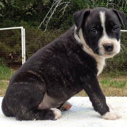 Cupcake - Black brindle female American Staffordshire Terrier puppy in Bastrop County, Texas from Ironheart American Staffordshire Terriers