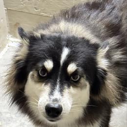Munchkin - Pomsky