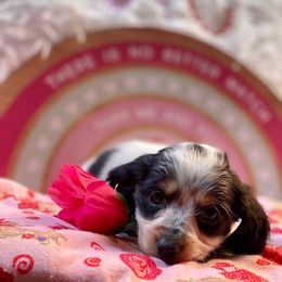 Dachshund and Miniature Schnauzer Puppies from The Bossy Doxie Farm