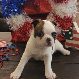 Green collar - Brindle and white male Boston Terrier puppy in Shreveport, Louisiana from Cristi's Port Bostons