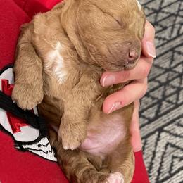 Goldendoodle Puppies from Wasatch Back Goldendoodles