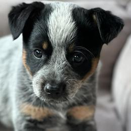 Dallie - Blue female Australian Cattle Dog puppy in Kalispell, Montana from BTR Australian Cattle Dogs
