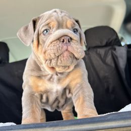 Bulldog Puppies from Pikabullz