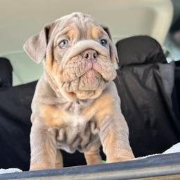 Bulldog Puppies from Pikabullz
