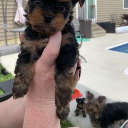 Yorkshire Terrier Puppies from Missy Lu Lap Puppies