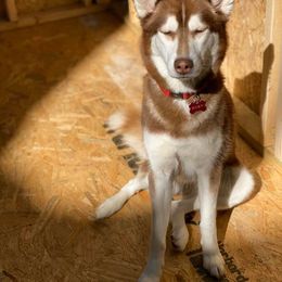 Siberian Husky Puppies from Crazy Cookies Huskies