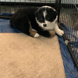Australian Shepherd Puppies from PCG Farms