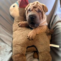Missy - Fawn female Chinese Shar-Pei puppy in Basehor, Kansas from Good Fortune Shar Pei