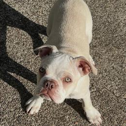 Boston Terrier puppies from SunnyValley Bostons