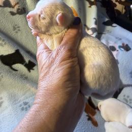 Curly - Cream and white male Chihuahua puppy in Beaumont, Texas from Anastasia’s Tiny Pupps