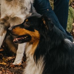 Albus - Australian Shepherd