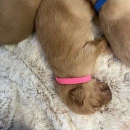 Golden Retriever Puppies from Tradershire Goldens