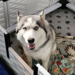 Xena - Siberian Husky
